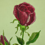 Pair of ancient lithographs of signed floral engravings to be identified