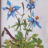 Botanical board frame