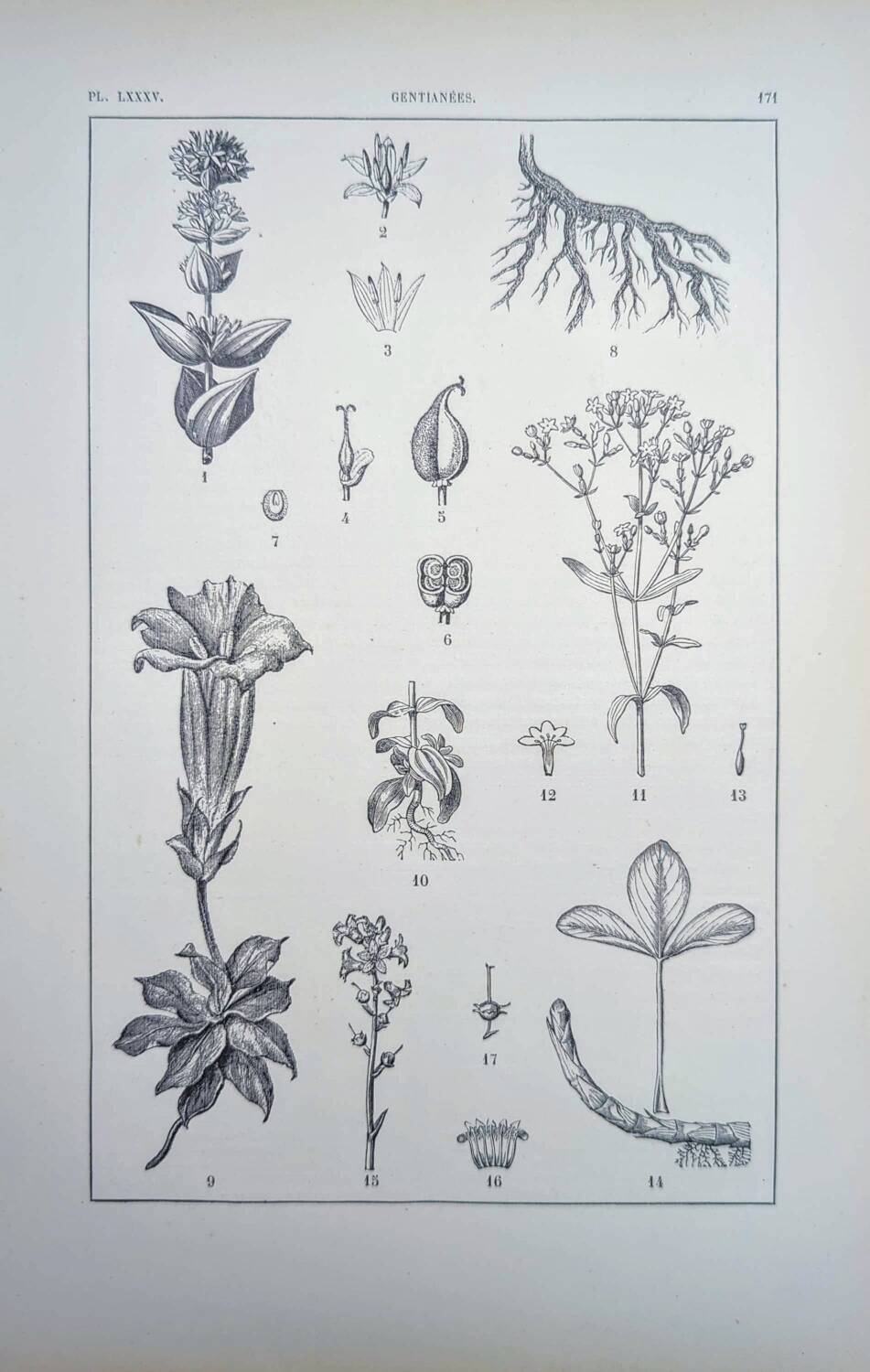 Printed in 1889, the Gentianaceae. Old botanical plate.
