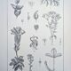 Printed in 1889, the Gentianaceae. Old botanical plate.