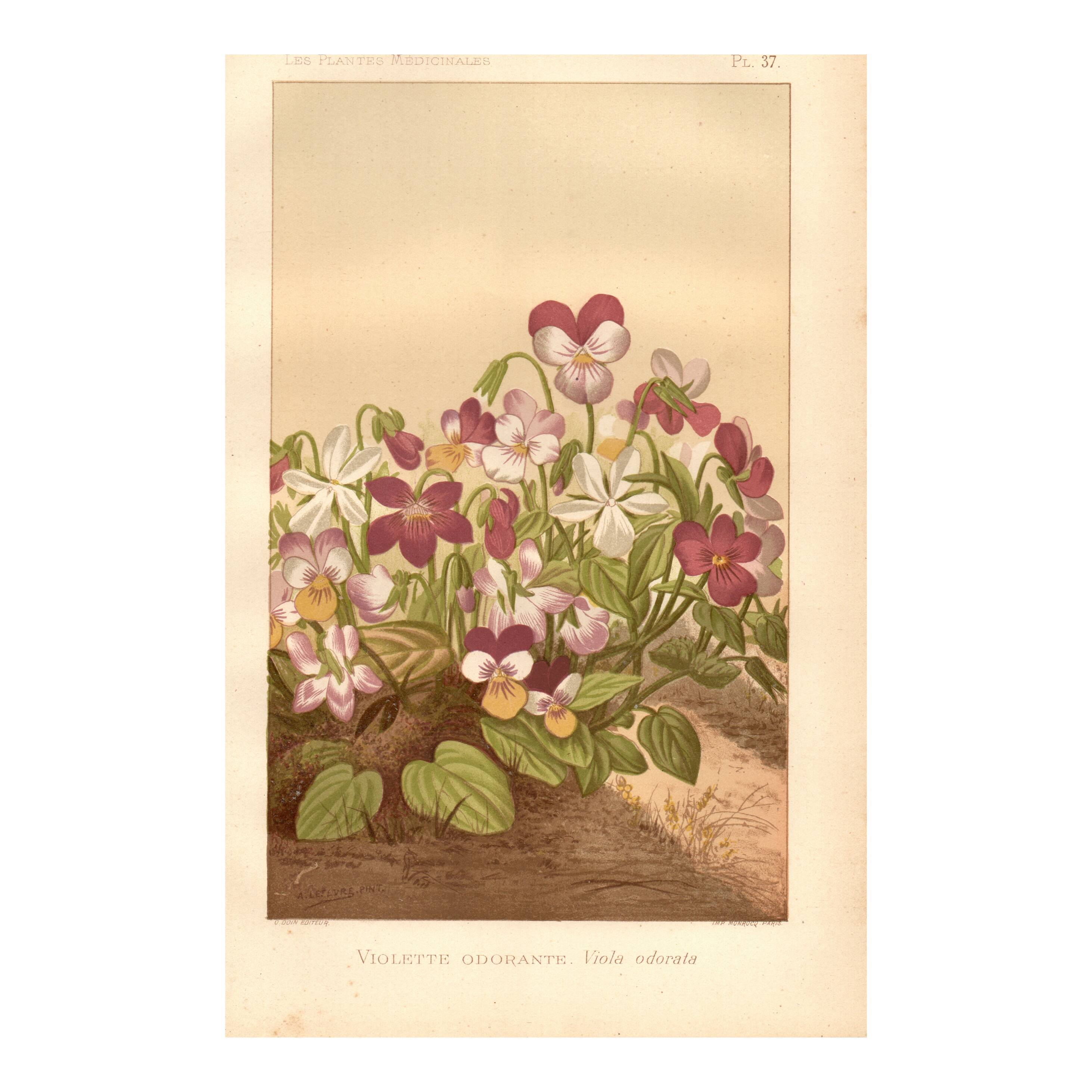 Botanical engraving from 1889 - Violet - Antique natural floral plate