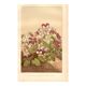Botanical engraving from 1889 - Violet - Antique natural floral plate