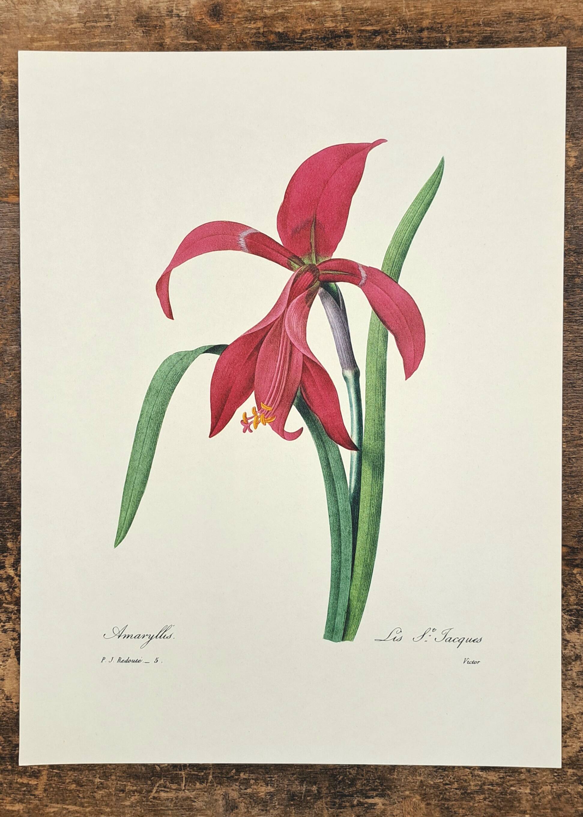 Amaryllis