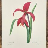Amaryllis