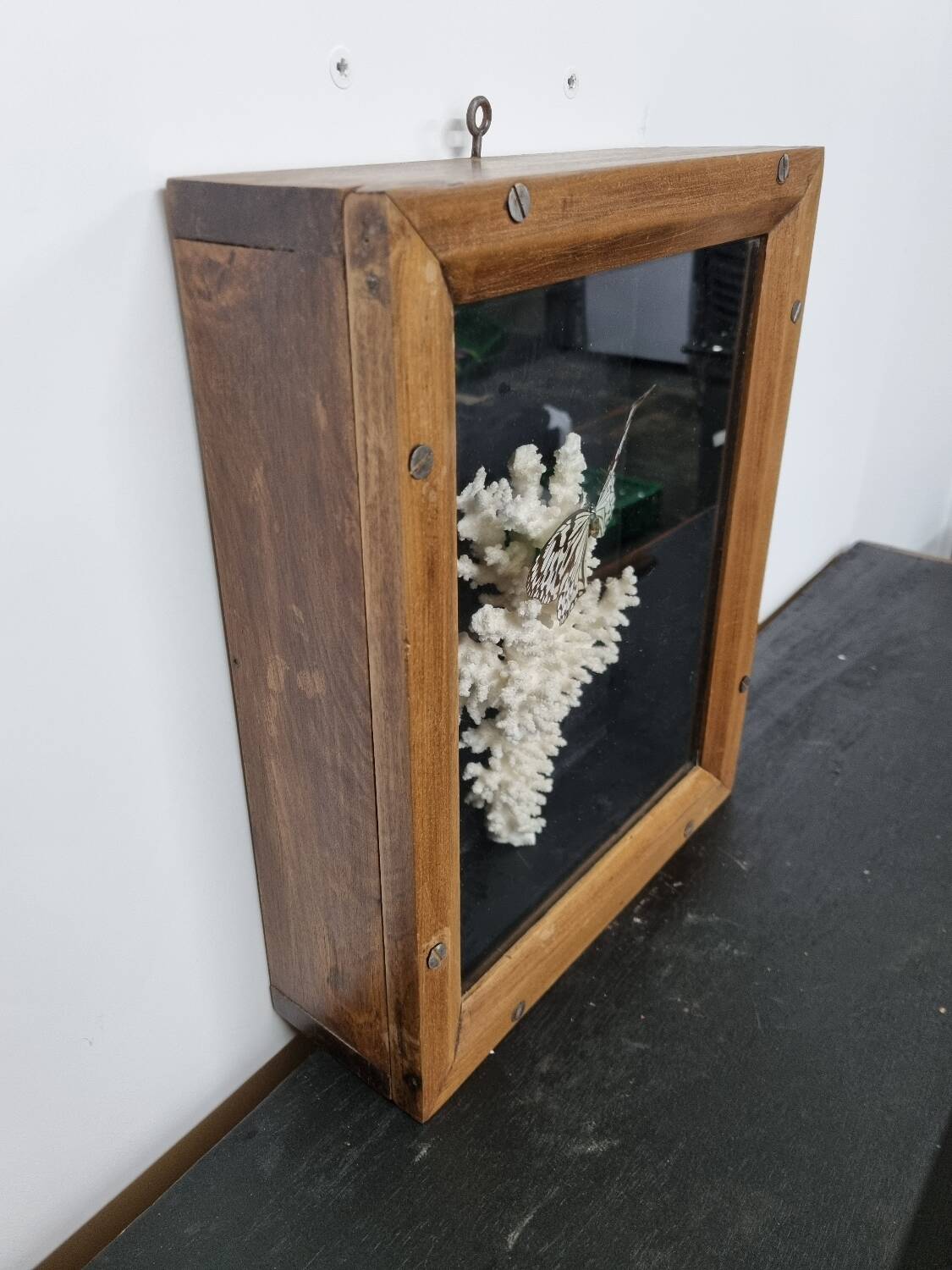 Butterfly and coral display case