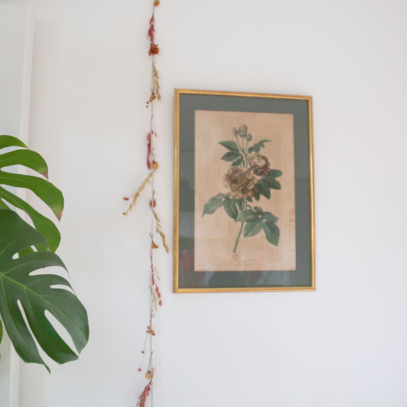 Poster plank botanical engraving rose of provins by Gerard Van spaedonck