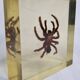 Inclusion of vintage naturalist, tarantula in taxidermy