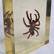 Inclusion of vintage naturalist, tarantula in taxidermy