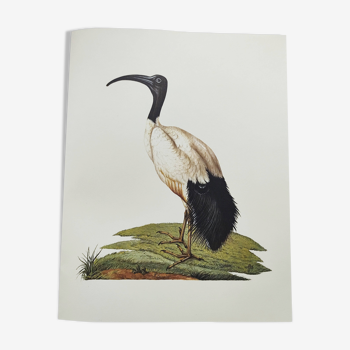 Planche années 70 -Ibis sacré d',Égypte- Illustration animaux et Oiseaux vintage