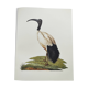 Planche années 70 -Ibis sacré d',Égypte- Illustration animaux et Oiseaux vintage