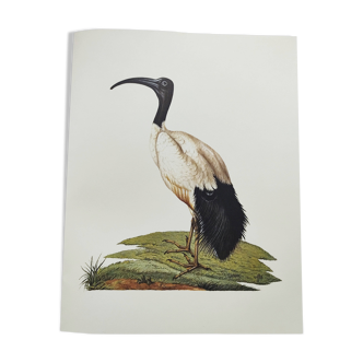 Planche années 70 -Ibis sacré d',Égypte- Illustration animaux et Oiseaux vintage