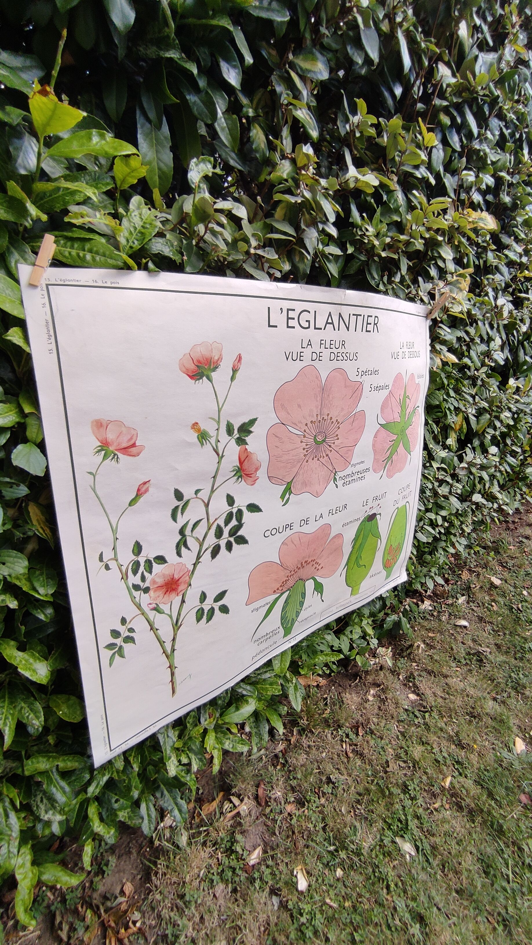 Botanical school poster Montmorillon 15 & 16