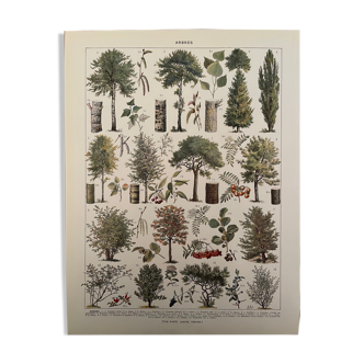Lithographie gravure sur les arbres de 1928