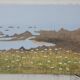 Old painting Oil on canvas landscape Island of Ouessant vintage