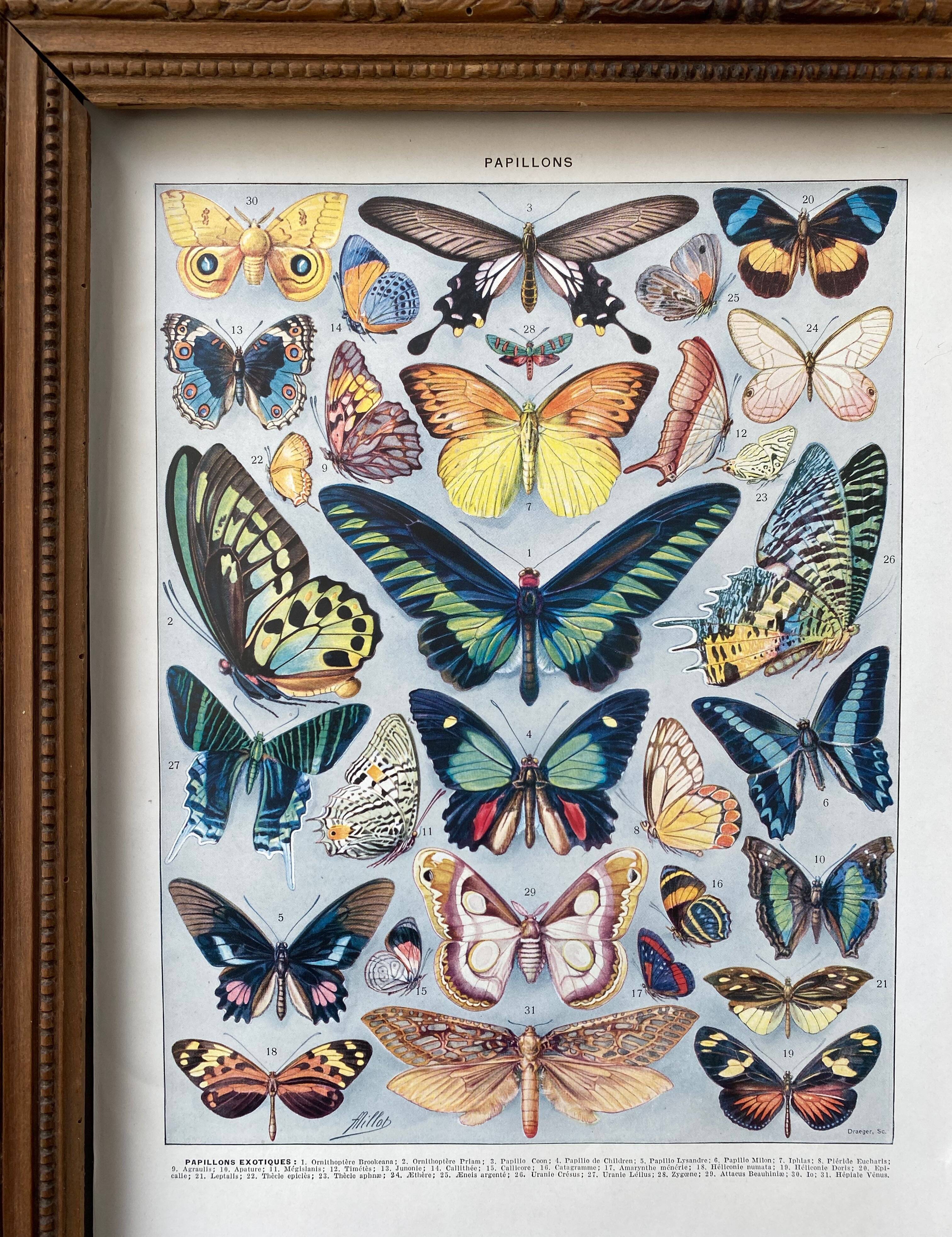 Illustration millot "papillons"
