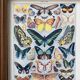 Illustration millot "papillons"