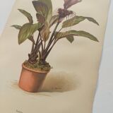 Antique botanical engraving from 1897 - Tacca Cristata - Plant plate