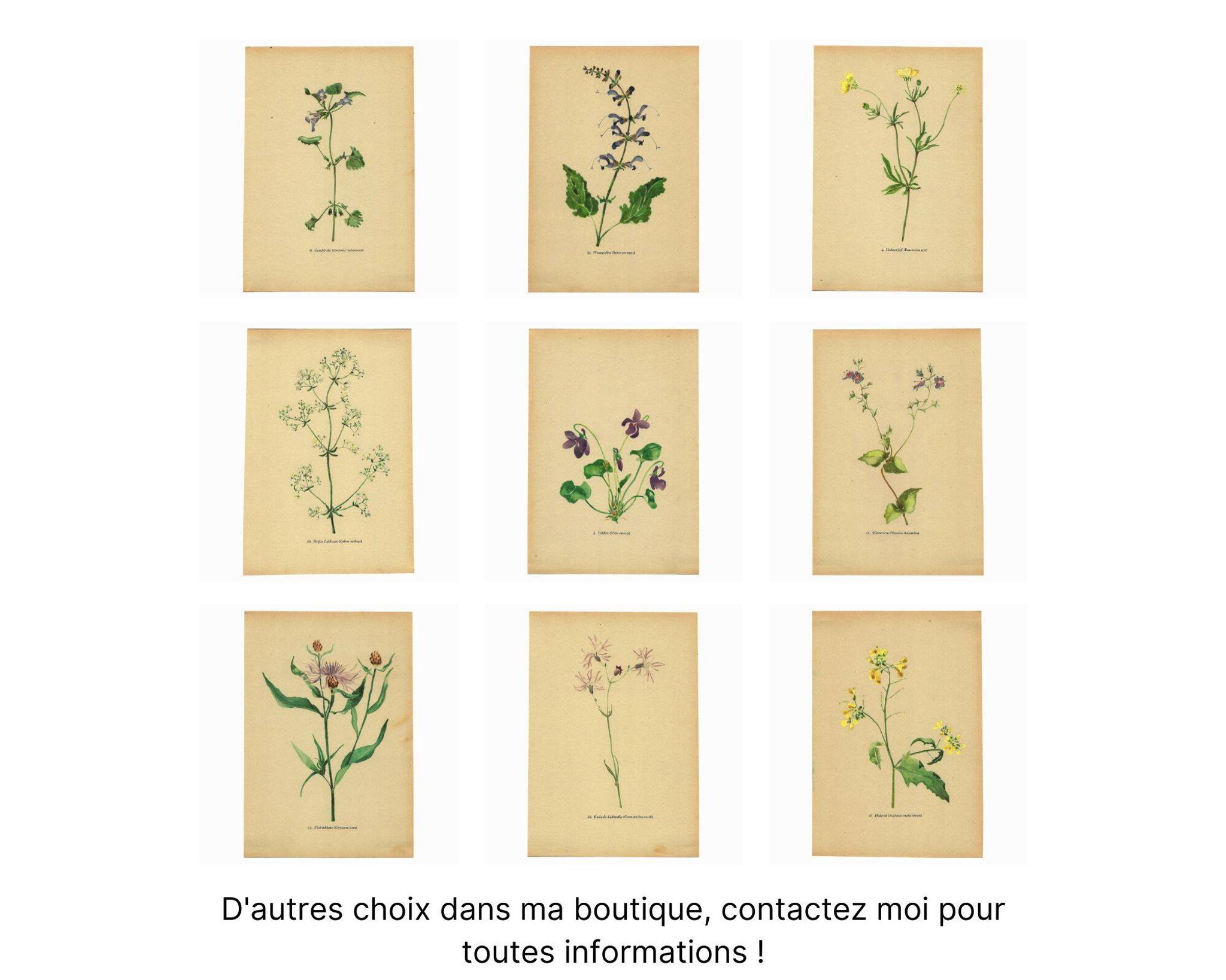 Illustration ancienne de 1948 - bouquet de fleurs des prés par H.Strache