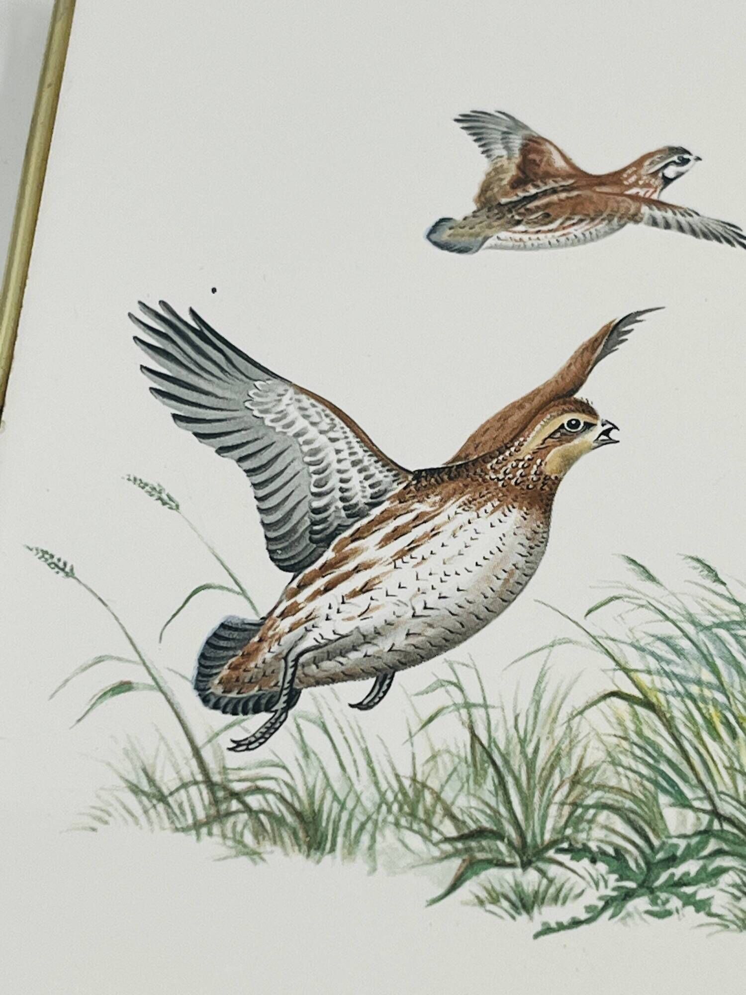 Dessous de Plat Villeroy & Boch Chasse au Chien d'Arrêt