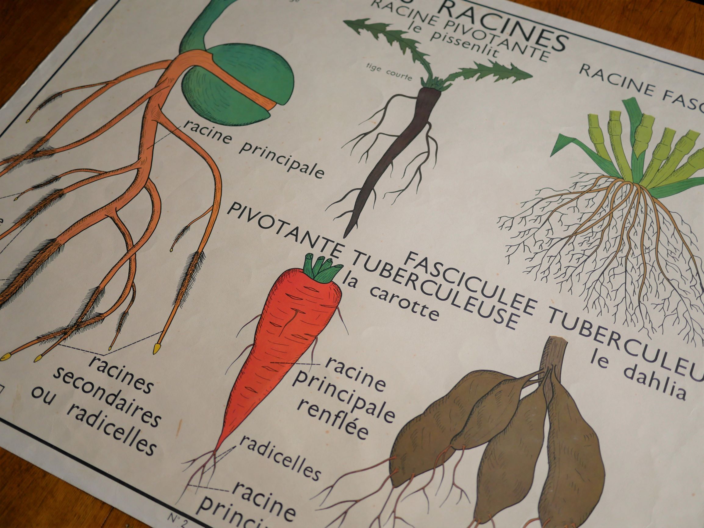 Vintage school botanical poster "La Plante"