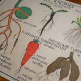 Vintage school botanical poster "La Plante"
