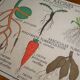 Vintage school botanical poster "La Plante"