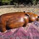 Banc hippopotame 1950