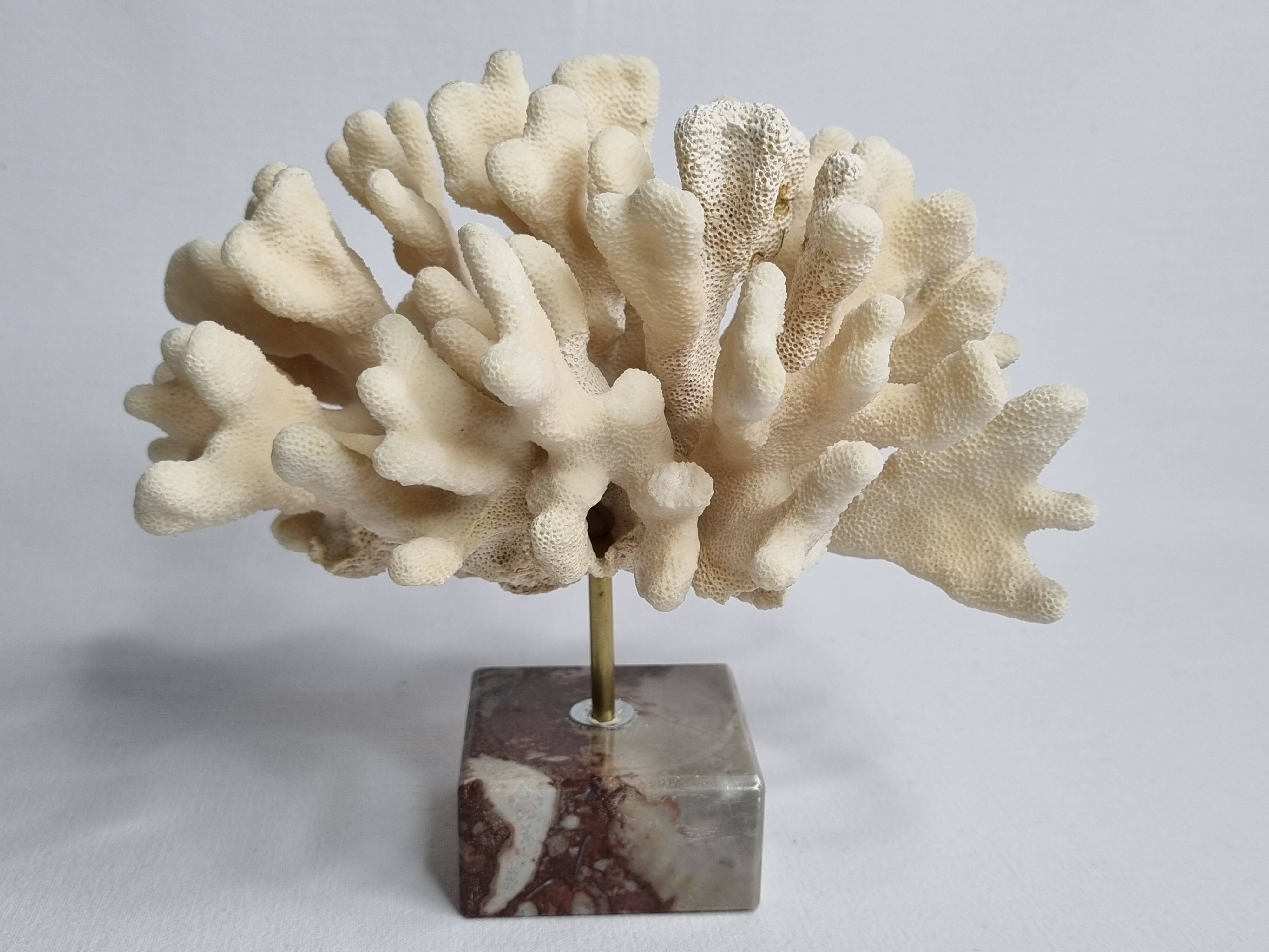 Antique White Coral on Marble Base, Height 18 cm