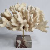 Antique White Coral on Marble Base, Height 18 cm
