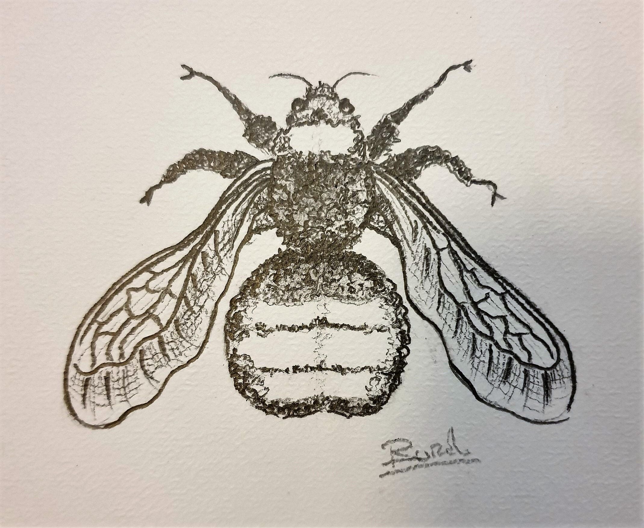 Set of 3 insect sketches