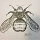 Set of 3 insect sketches