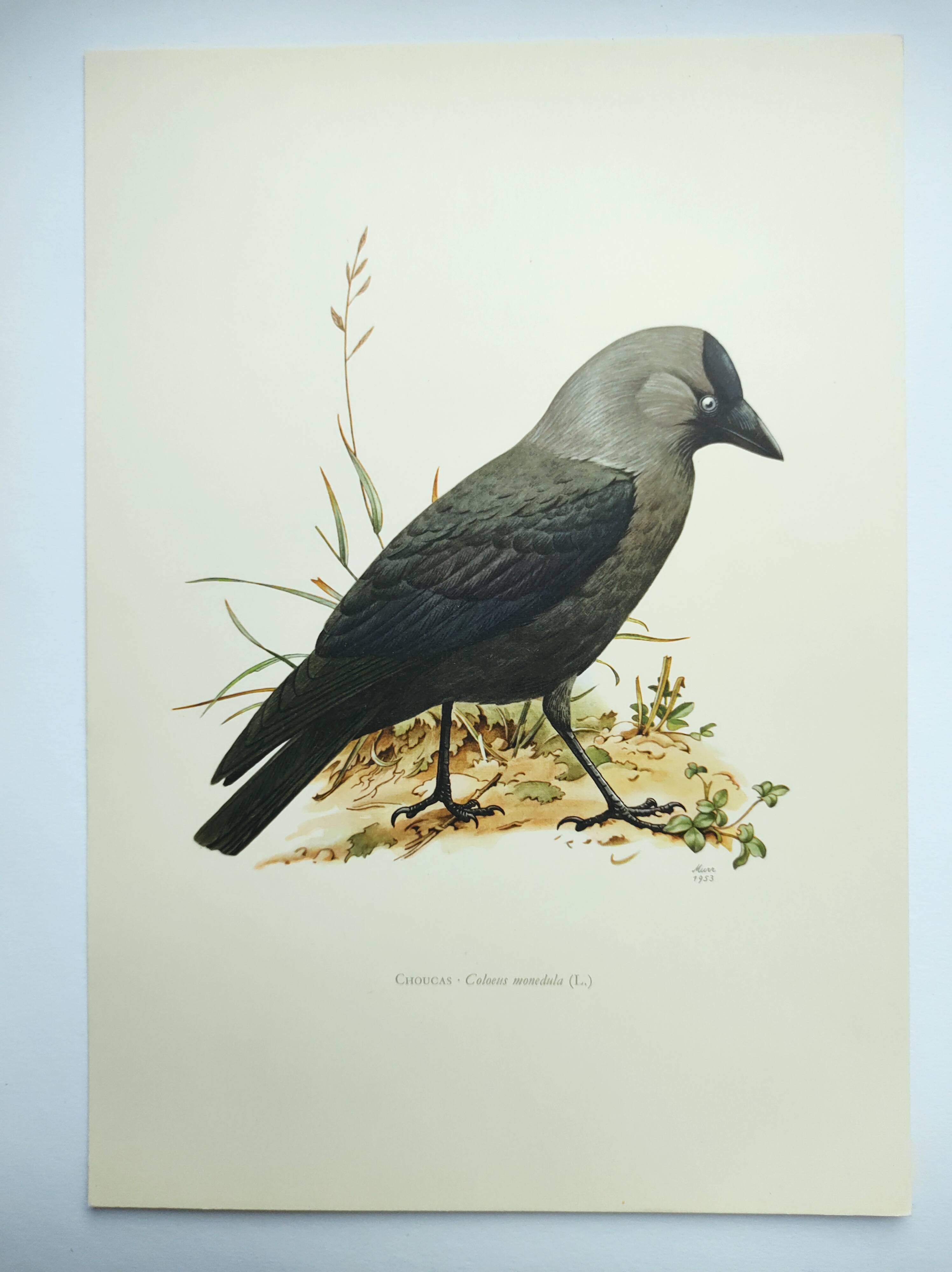 Bird board 1960s - Jackdaw - Vintage zoological and ornithological illustration
