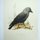 Bird board 1960s - Jackdaw - Vintage zoological and ornithological illustration
