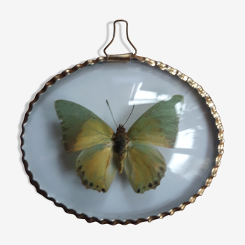 Butterfly naturalized oval frame