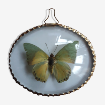Papillon naturalisé cadre ovale