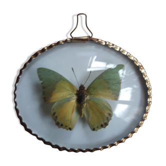 Papillon naturalisé cadre ovale