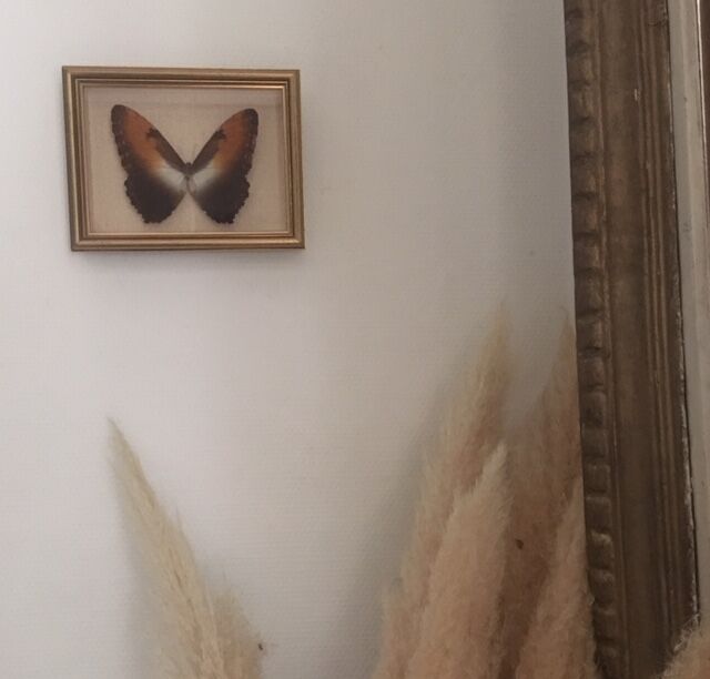 Naturalized butterfly frame, 23x17 cm