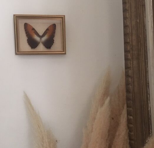 Cadre papillon naturalisé, 23x17 cm