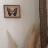 Naturalized butterfly frame, 23x17 cm