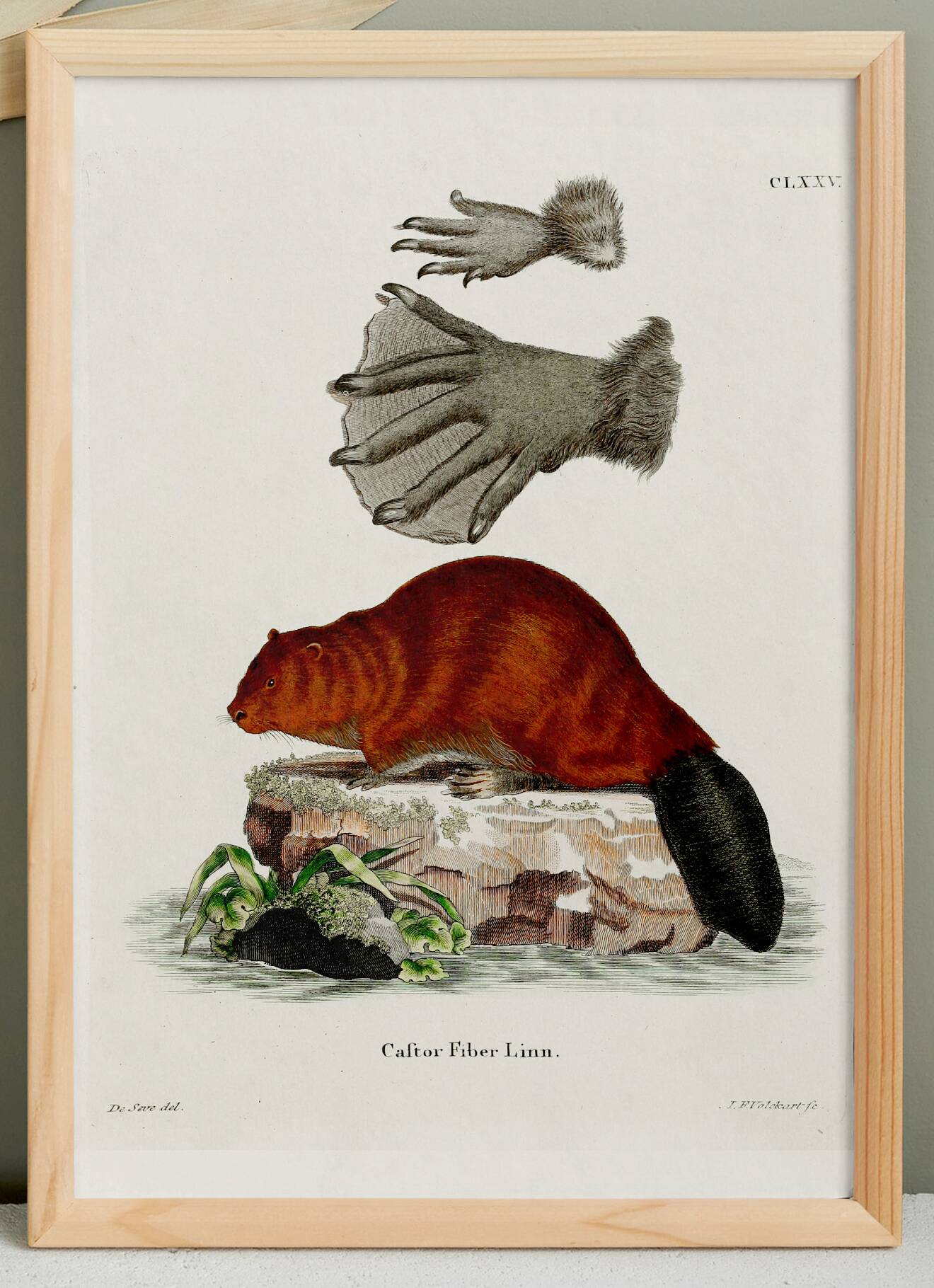 Poster about the beaver, based on an old engraving from 1774.