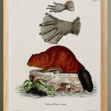 Poster about the beaver, based on an old engraving from 1774.