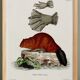 Poster about the beaver, based on an old engraving from 1774.