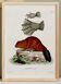 Affiche sur le castor, d'après une gravure ancienne de 1774.