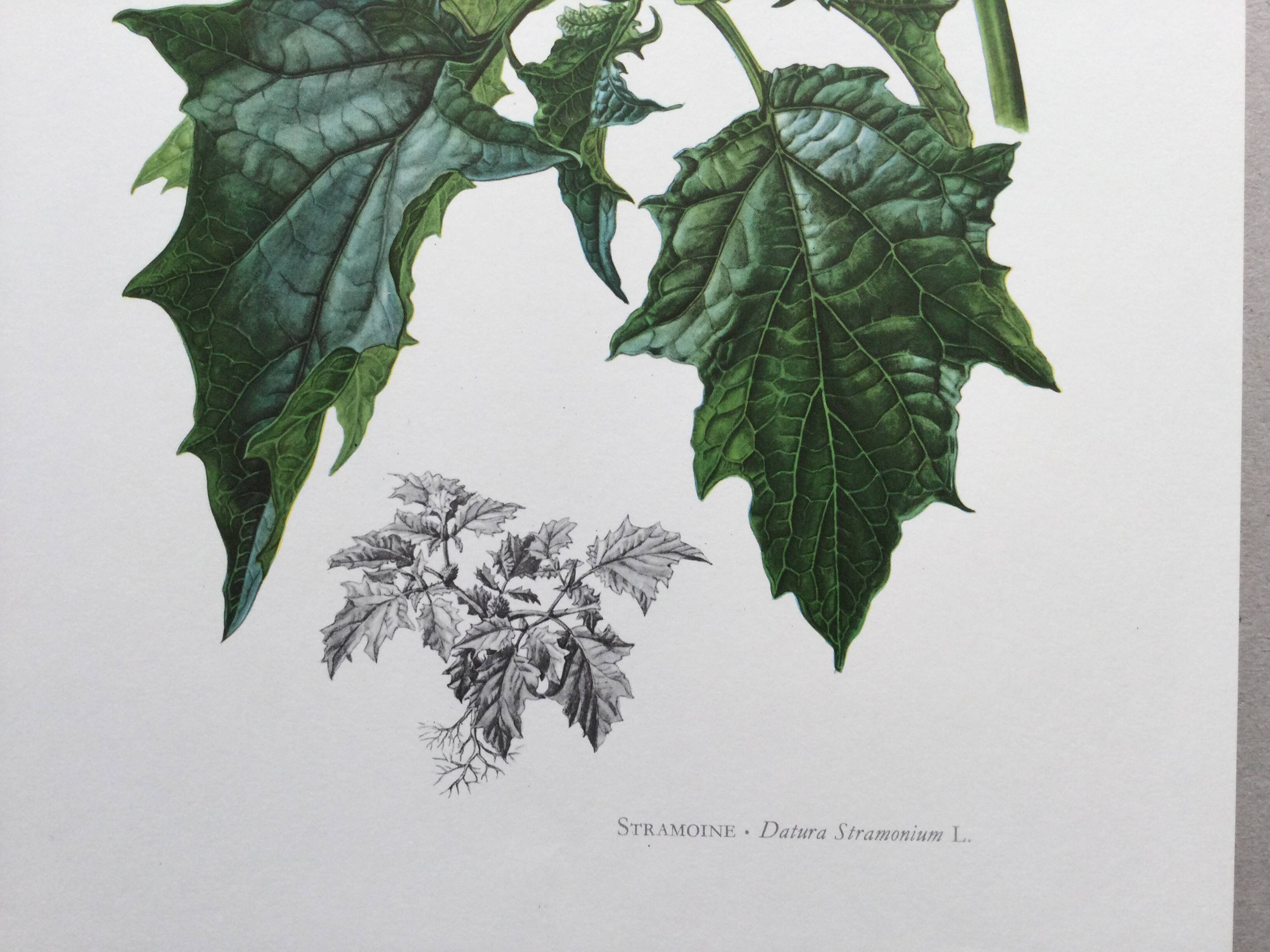 Botanical poster 'Flower' Old illustration from the 60s