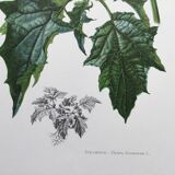 Botanical poster 'Flower' Old illustration from the 60s