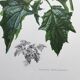 Affiche botanique 'Fleur' Illustration ancienne années 60