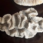 Corail ancien