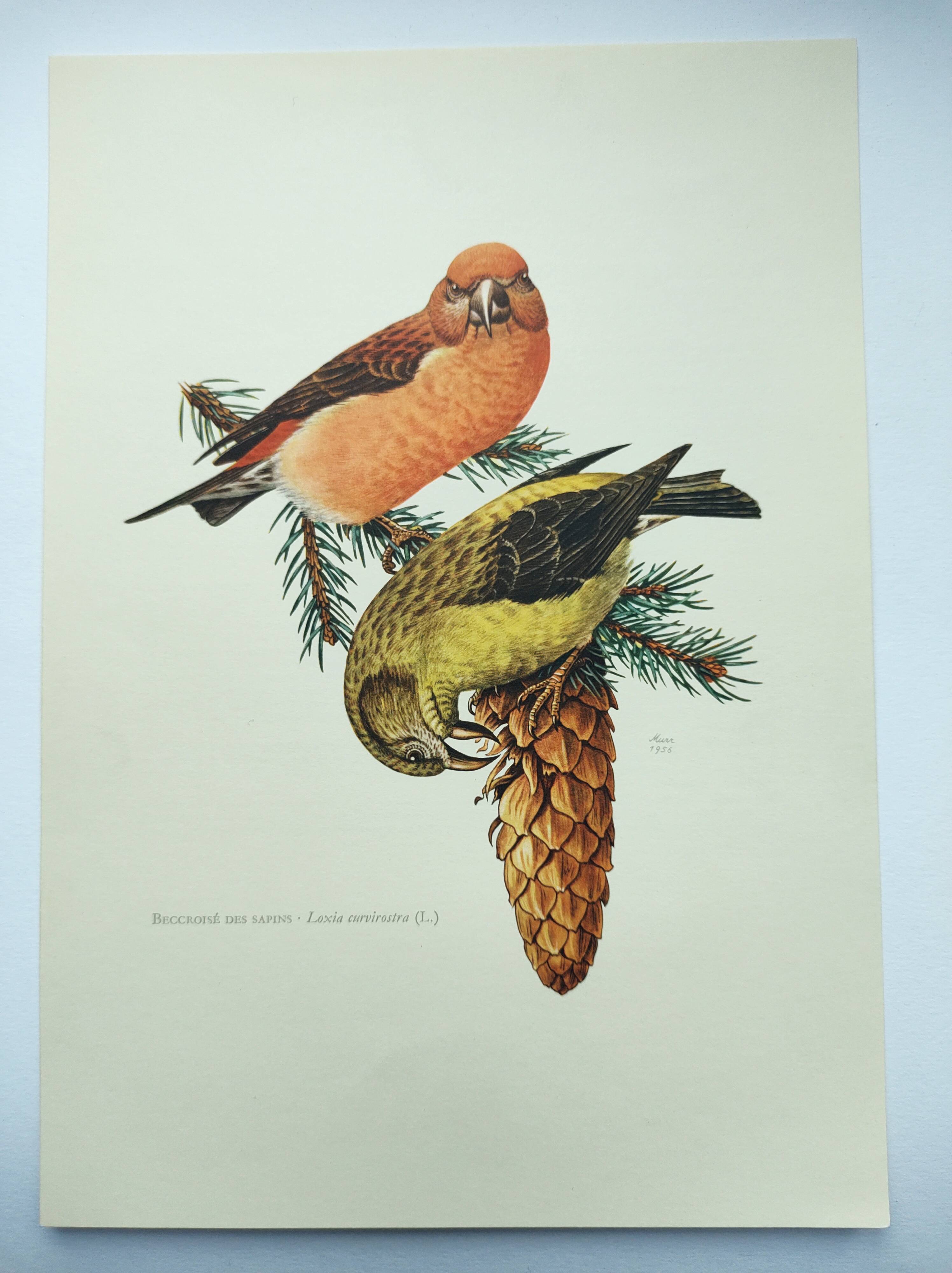 Old bird plate from the 1960s - Red Crossbill - Animal zoological illustration