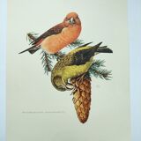 Old bird plate from the 1960s - Red Crossbill - Animal zoological illustration