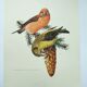 Old bird plate from the 1960s - Red Crossbill - Animal zoological illustration